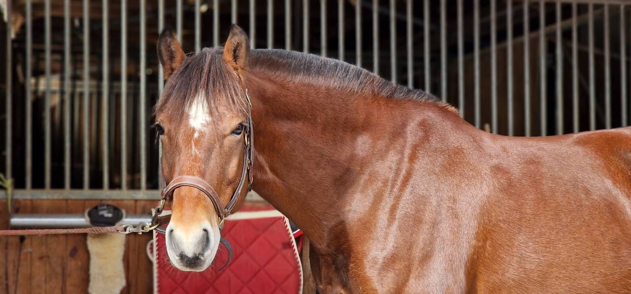 Caballo castrado Franca-Monta&ntilde;a En venta 2017 Bayo