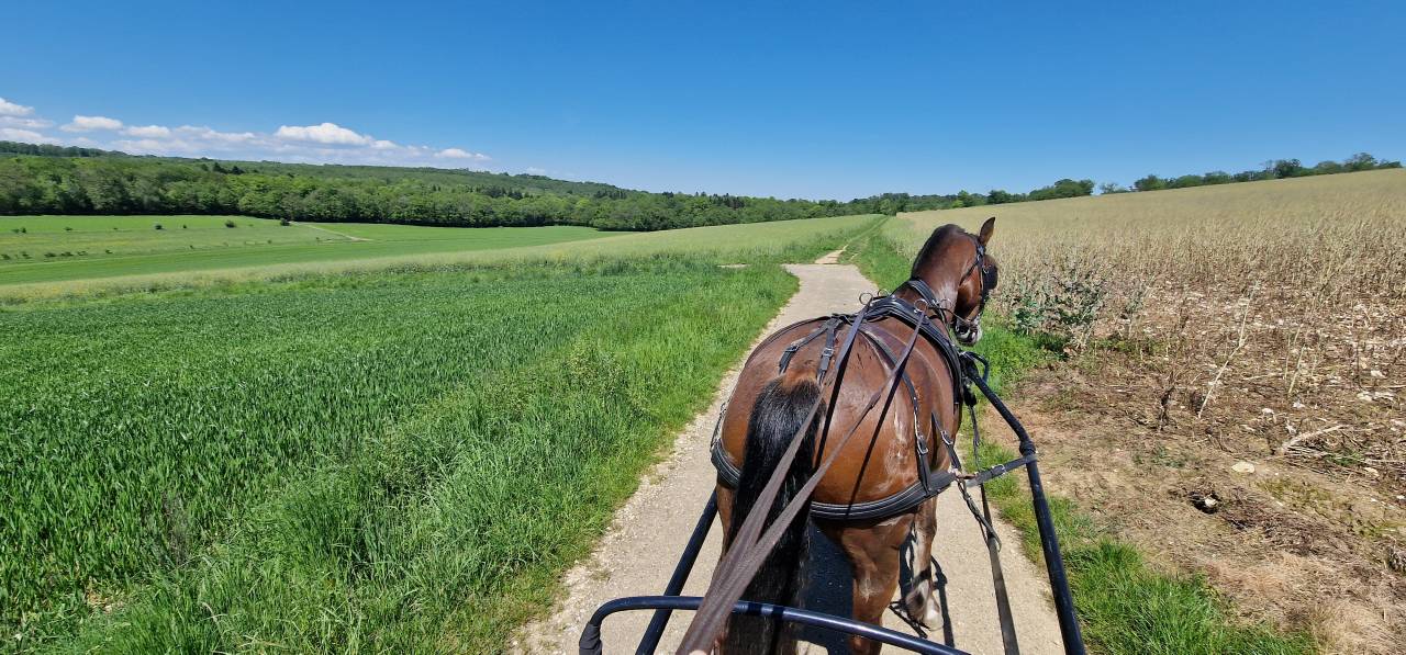 Caballo castrado Franca-Monta&ntilde;a En venta 2017 Bayo