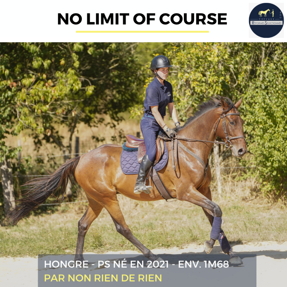 Caballo castrado Pura Sangre En venta 2021 Bayo