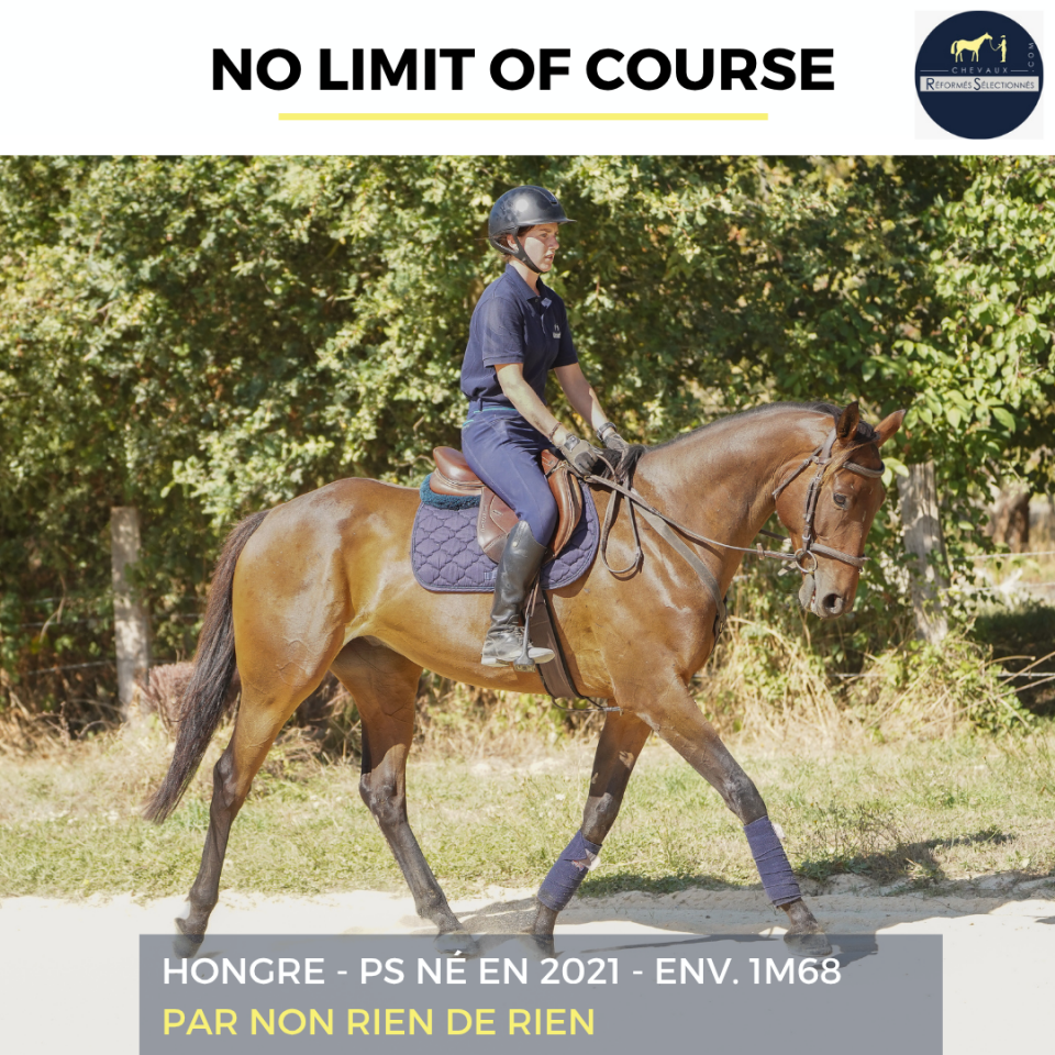 Caballo castrado Pura Sangre En venta 2021 Bayo