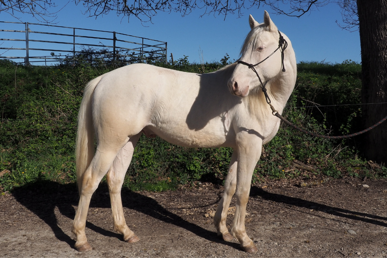 Potro Quarter Horse En venta 2024 Crema