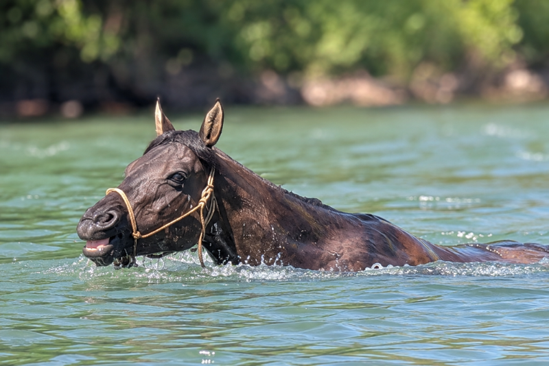Yegua Quarter Horse En venta 2020 Grullo por JAZ GC DE PLATA