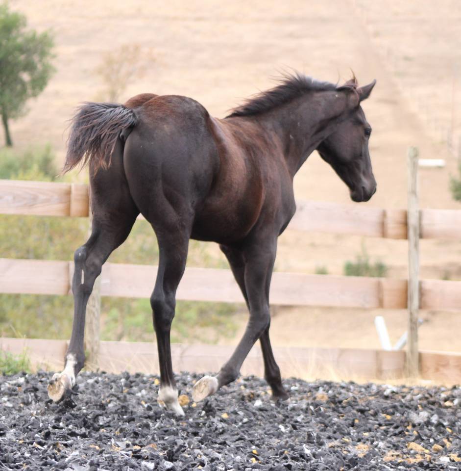 Potro Paint Horse En venta 2026 Negro