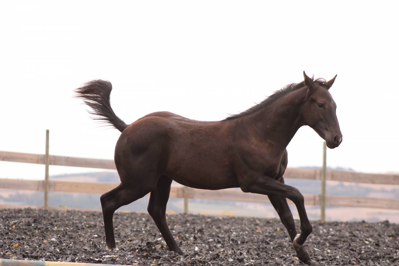 Potro Paint Horse En venta 2026 Negro