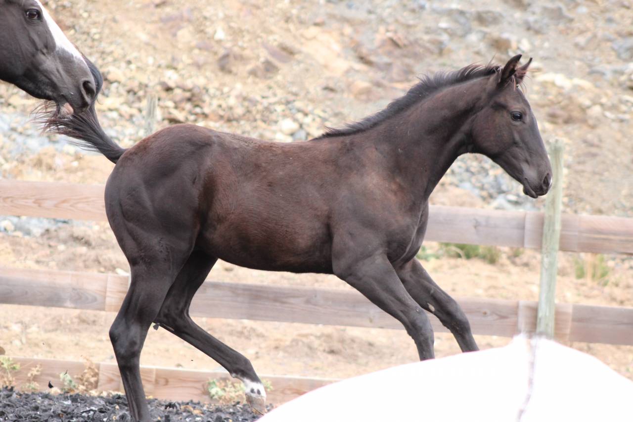 Potro Paint Horse En venta 2026 Negro