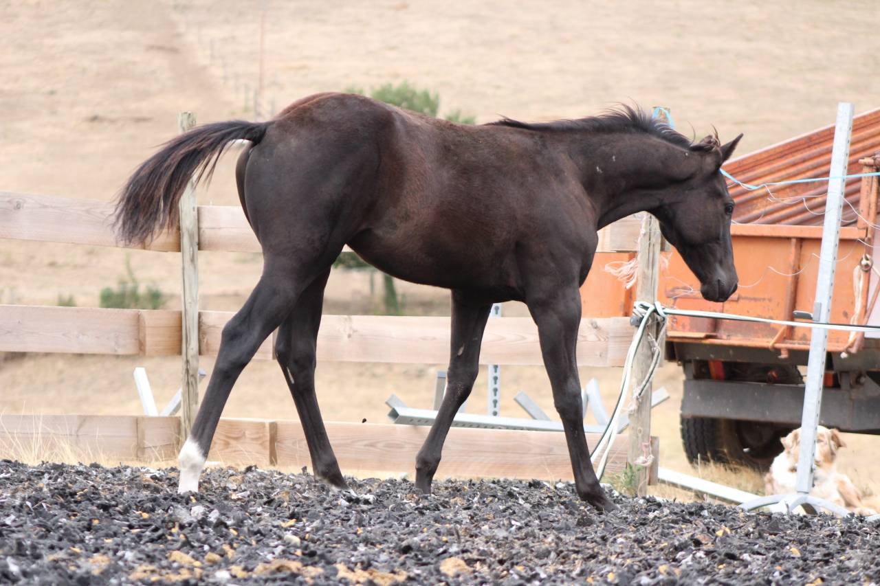 Potro Paint Horse En venta 2026 Negro
