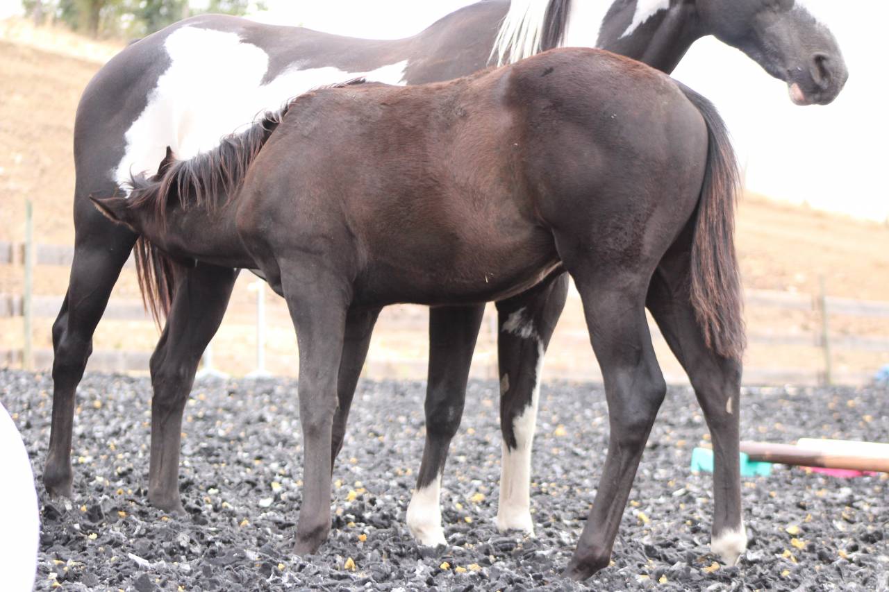 Potro Paint Horse En venta 2026 Negro