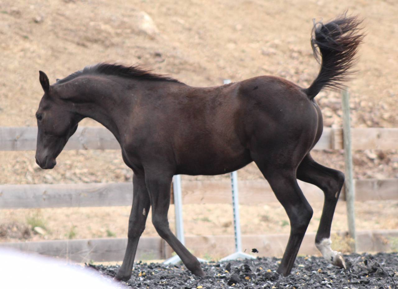 Potro Paint Horse En venta 2026 Negro