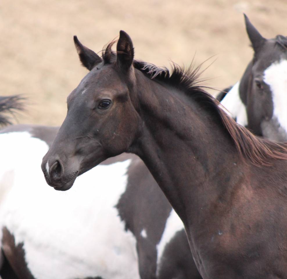 Potro Paint Horse En venta 2026 Negro