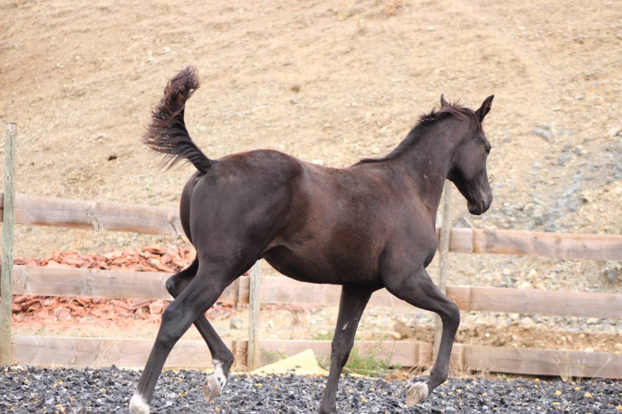 Potro Paint Horse En venta 2026 Negro