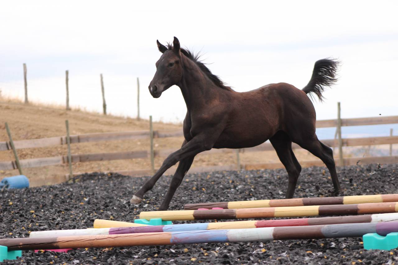 Potro Paint Horse En venta 2026 Negro
