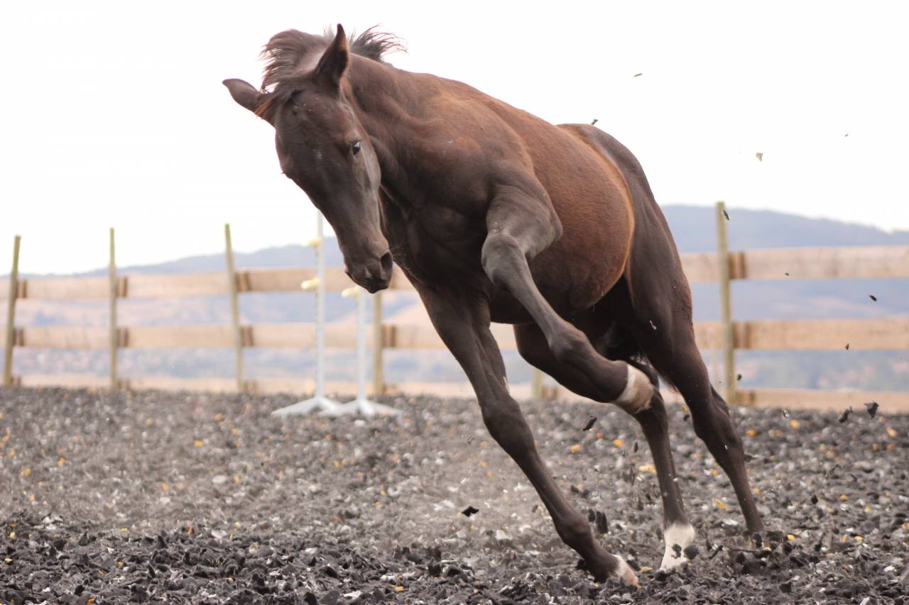 Potro Paint Horse En venta 2026 Negro