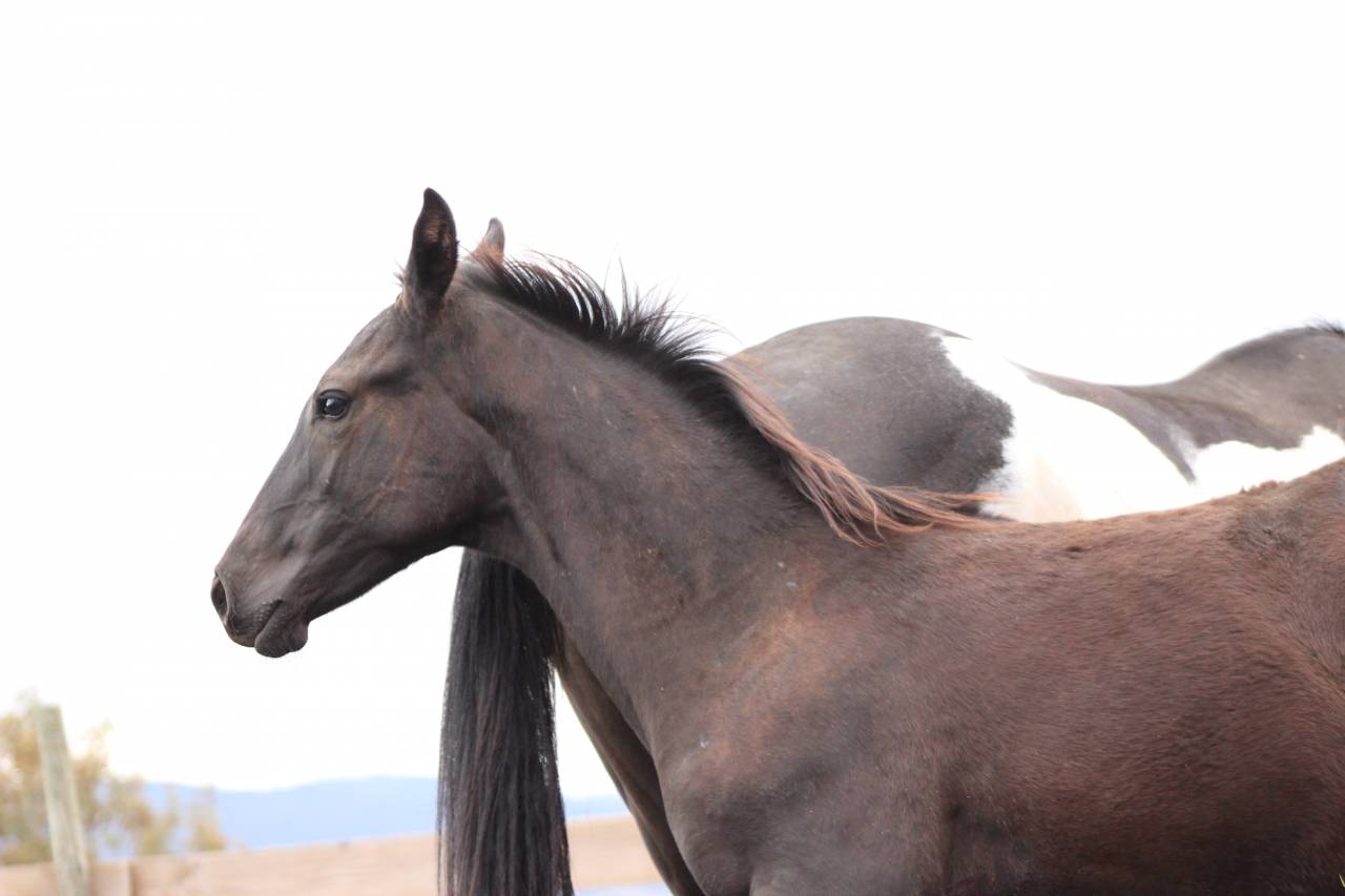 Potro Paint Horse En venta 2026 Negro