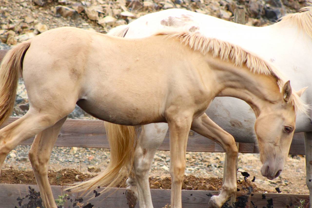 Potranca PRE Pura Raza Espa&ntilde;ola En venta 2026 Perla