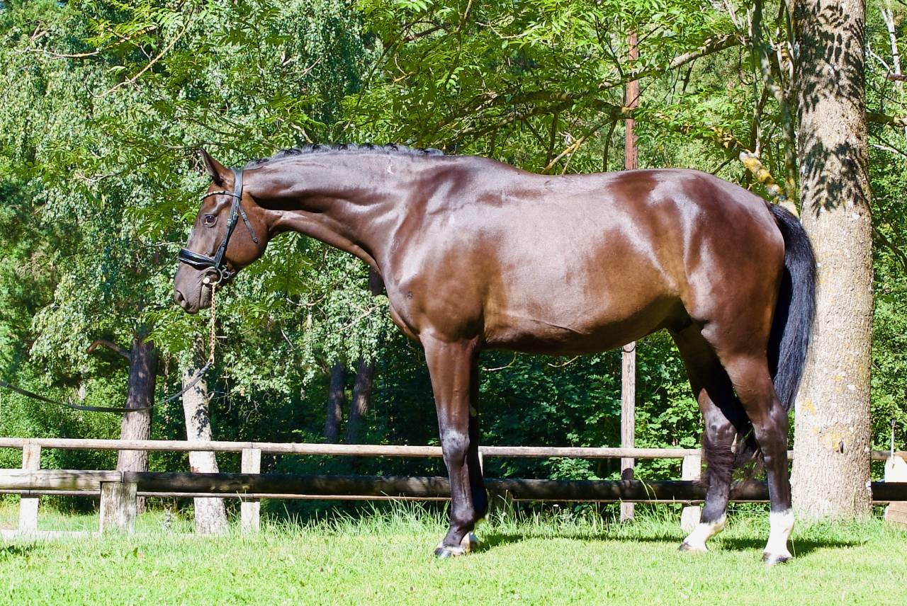 Caballo castrado Caballo de Deporte Alem&aacute;n En venta 2021 Negro