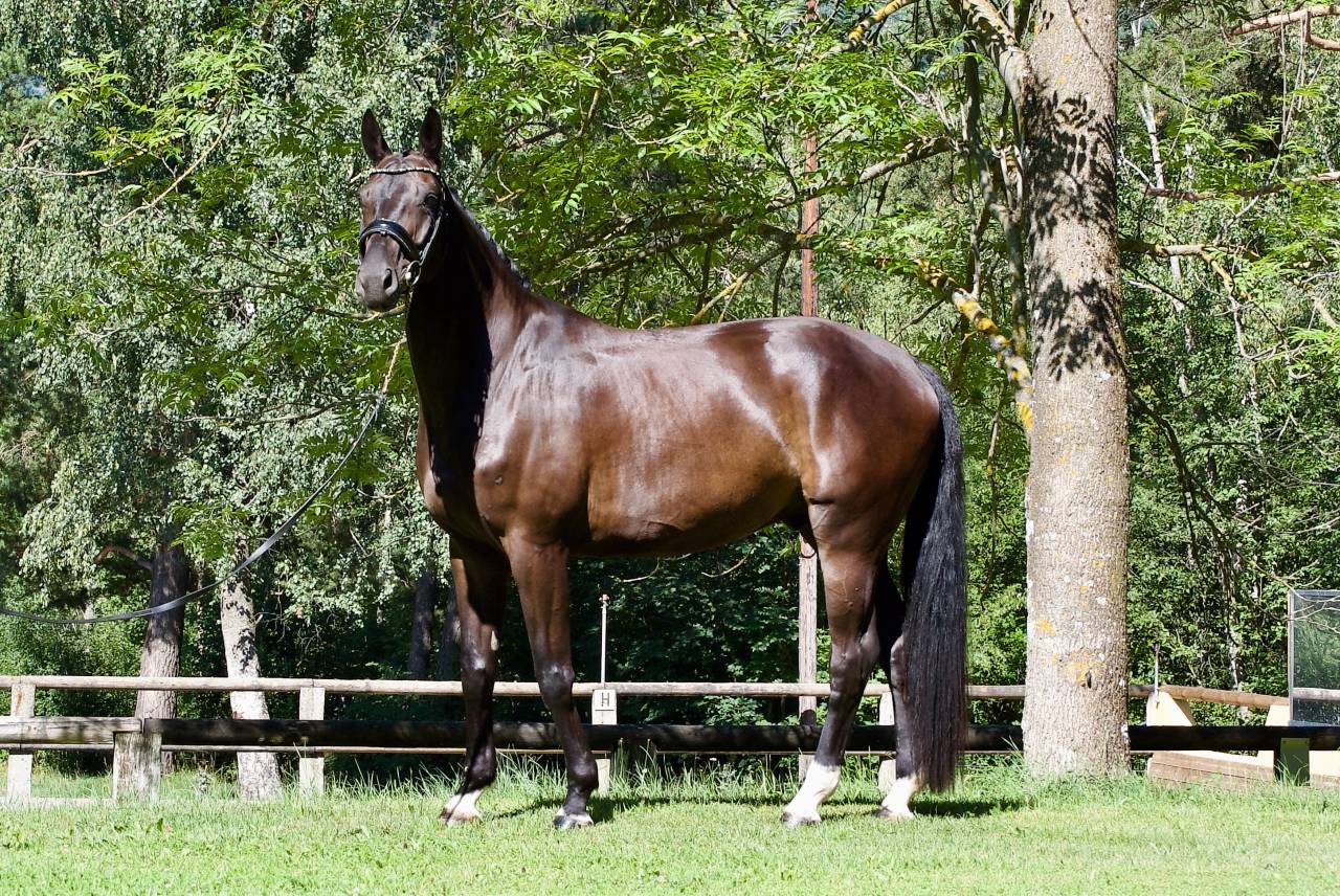Caballo castrado Caballo de Deporte Alem&aacute;n En venta 2021 Negro