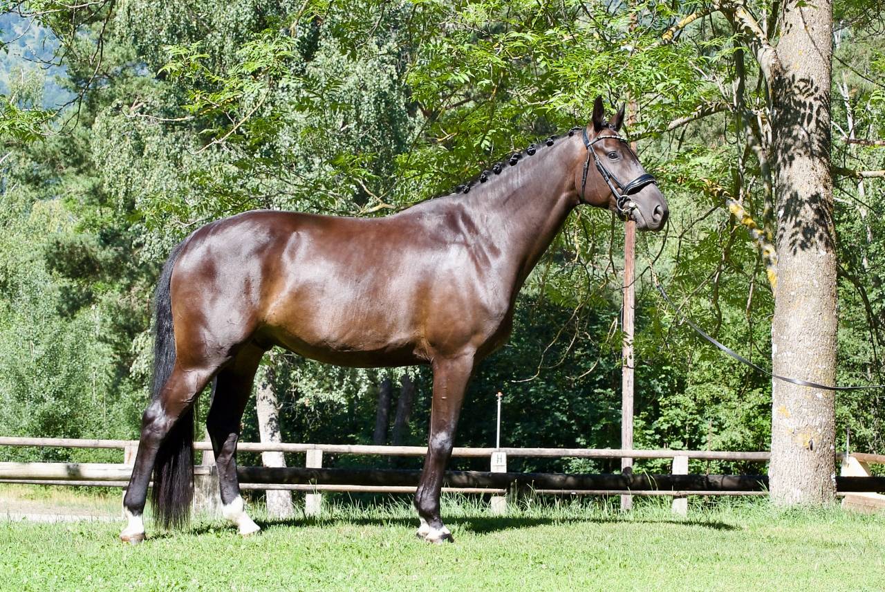 Caballo castrado Caballo de Deporte Alem&aacute;n En venta 2021 Negro