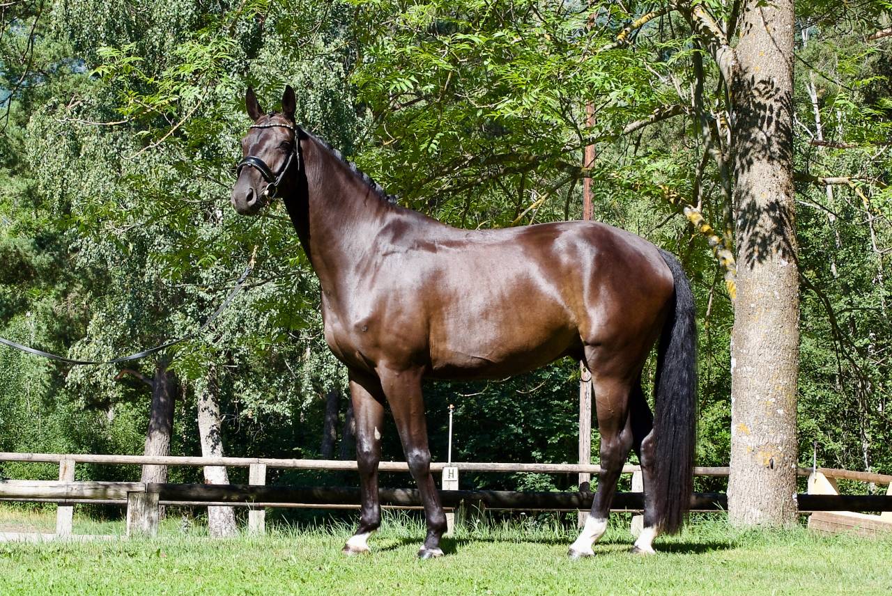 Caballo castrado Caballo de Deporte Alem&aacute;n En venta 2021 Negro