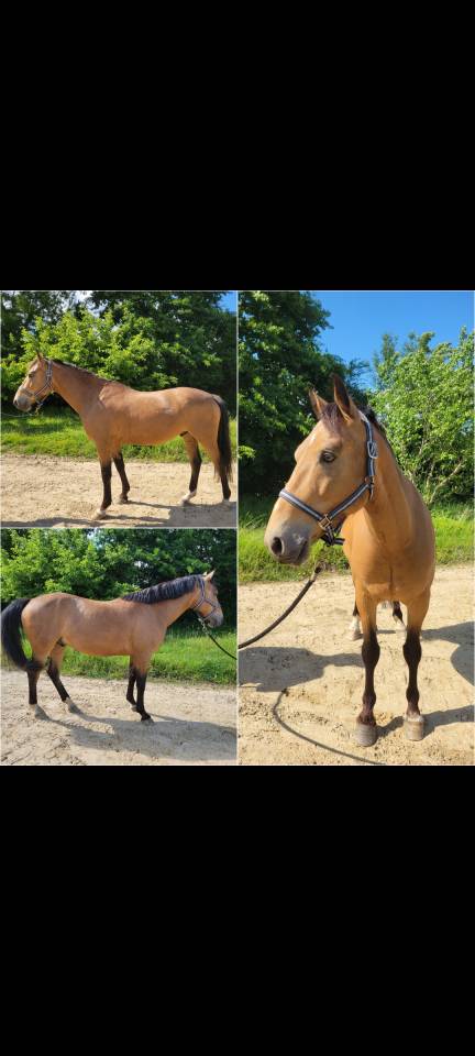 Caballo castrado Connemara En venta 2020 Isabelo por ORAGE DU MARTRAY