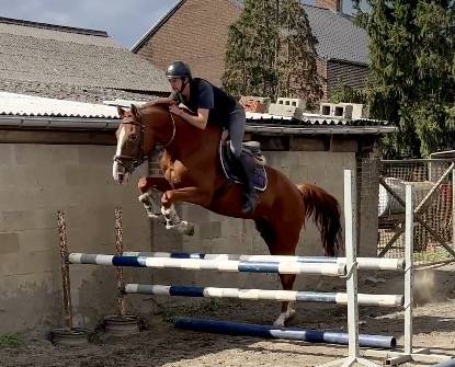 Caballo castrado BWP Caballo de Sangre Belga En venta 2019 Alaz&aacute;n