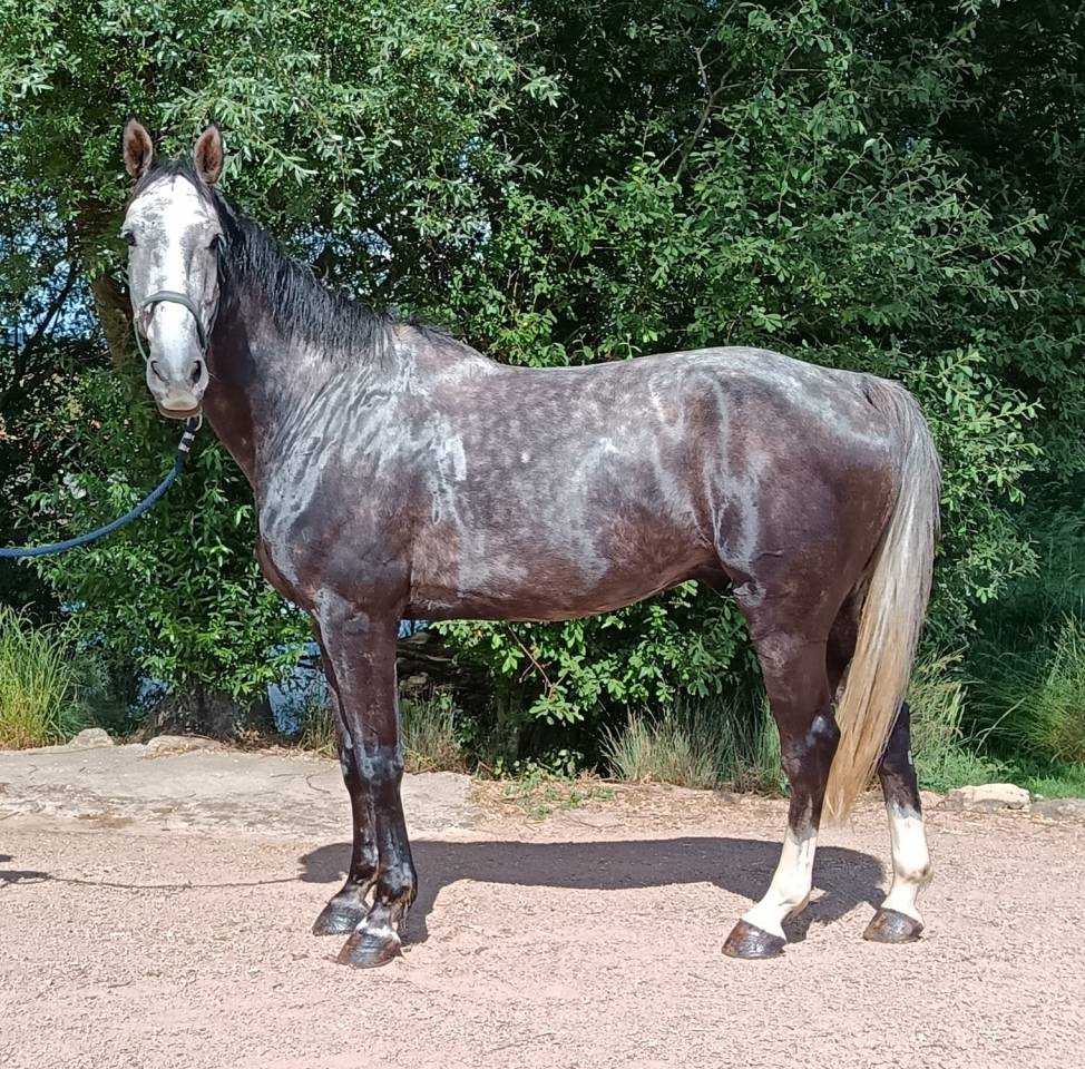 Caballo castrado Silla Franc&eacute;s En venta 2021 Tordo por baladin de Flobecq