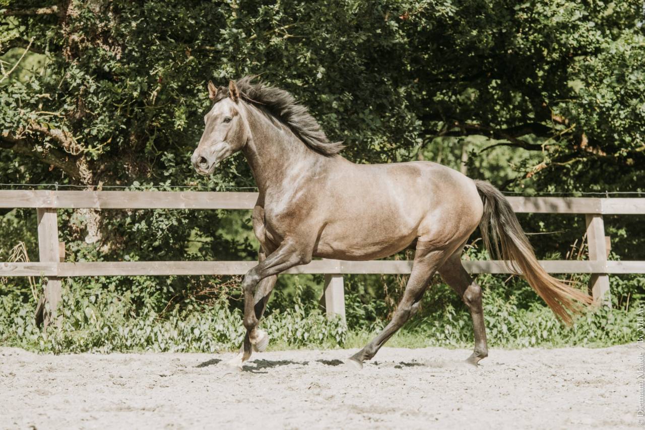 Caballo castrado KWPN Caballo de Deporte Neerland&eacute;s En venta 2022 Tordo