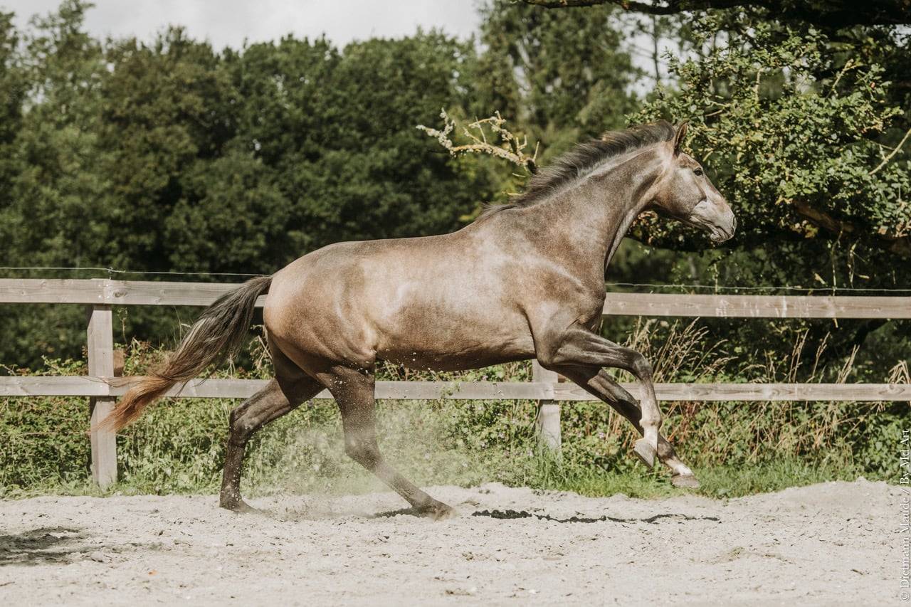 Caballo castrado KWPN Caballo de Deporte Neerland&eacute;s En venta 2022 Tordo