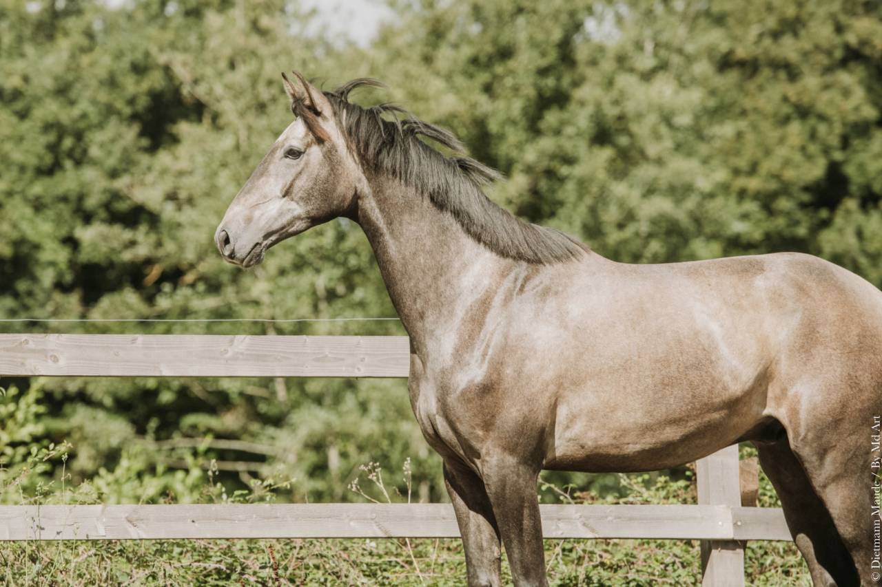 Caballo castrado KWPN Caballo de Deporte Neerland&eacute;s En venta 2022 Tordo