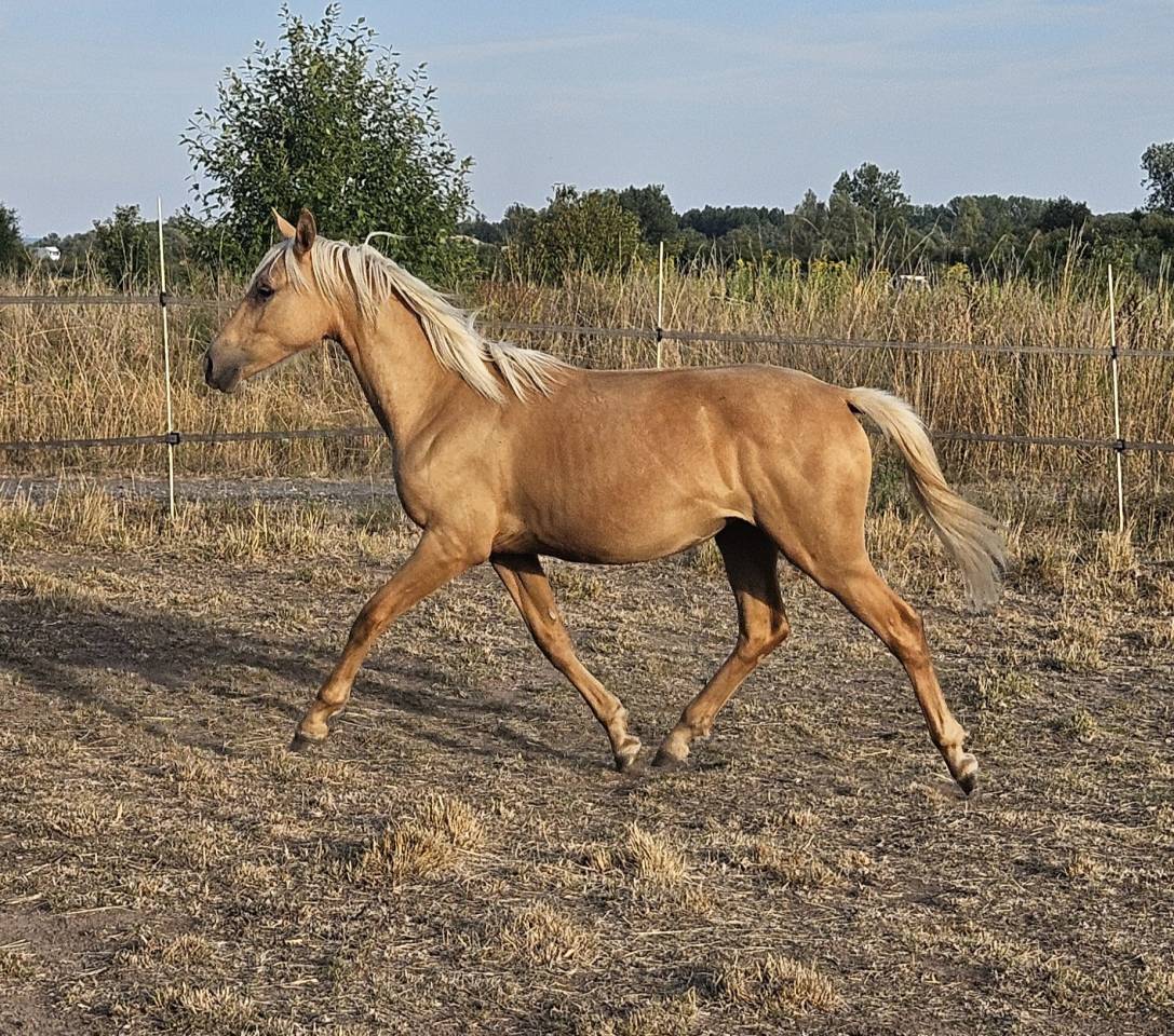 Potranca Silla Franc&eacute;s En venta 2025 Palomino por Cremell aux lays