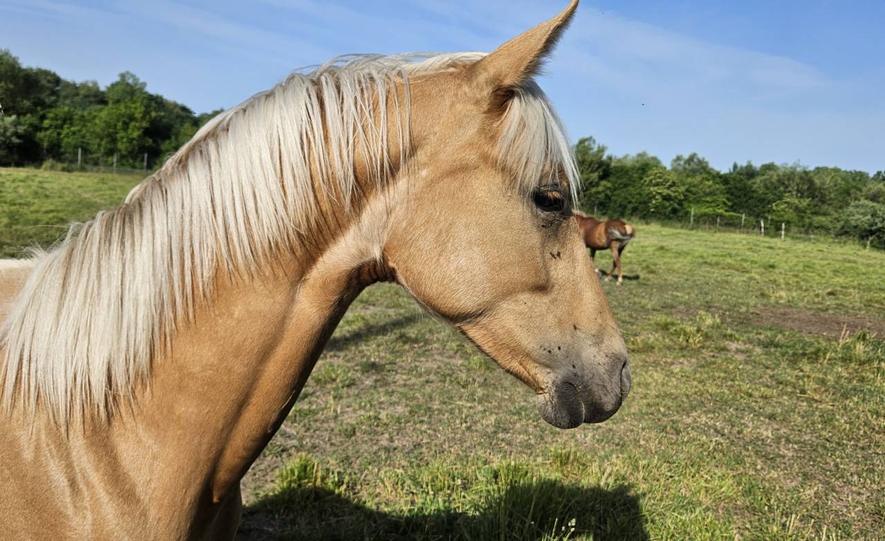 Potranca Silla Franc&eacute;s En venta 2025 Palomino por Cremell aux lays