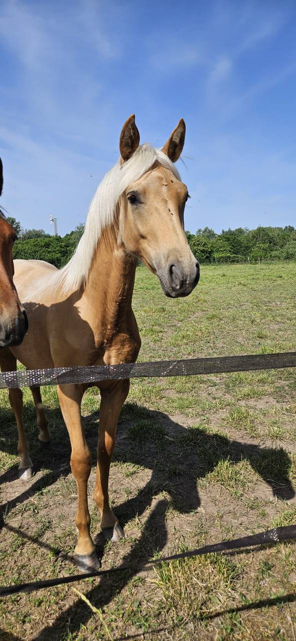 Potranca Silla Franc&eacute;s En venta 2025 Palomino por Cremell aux lays
