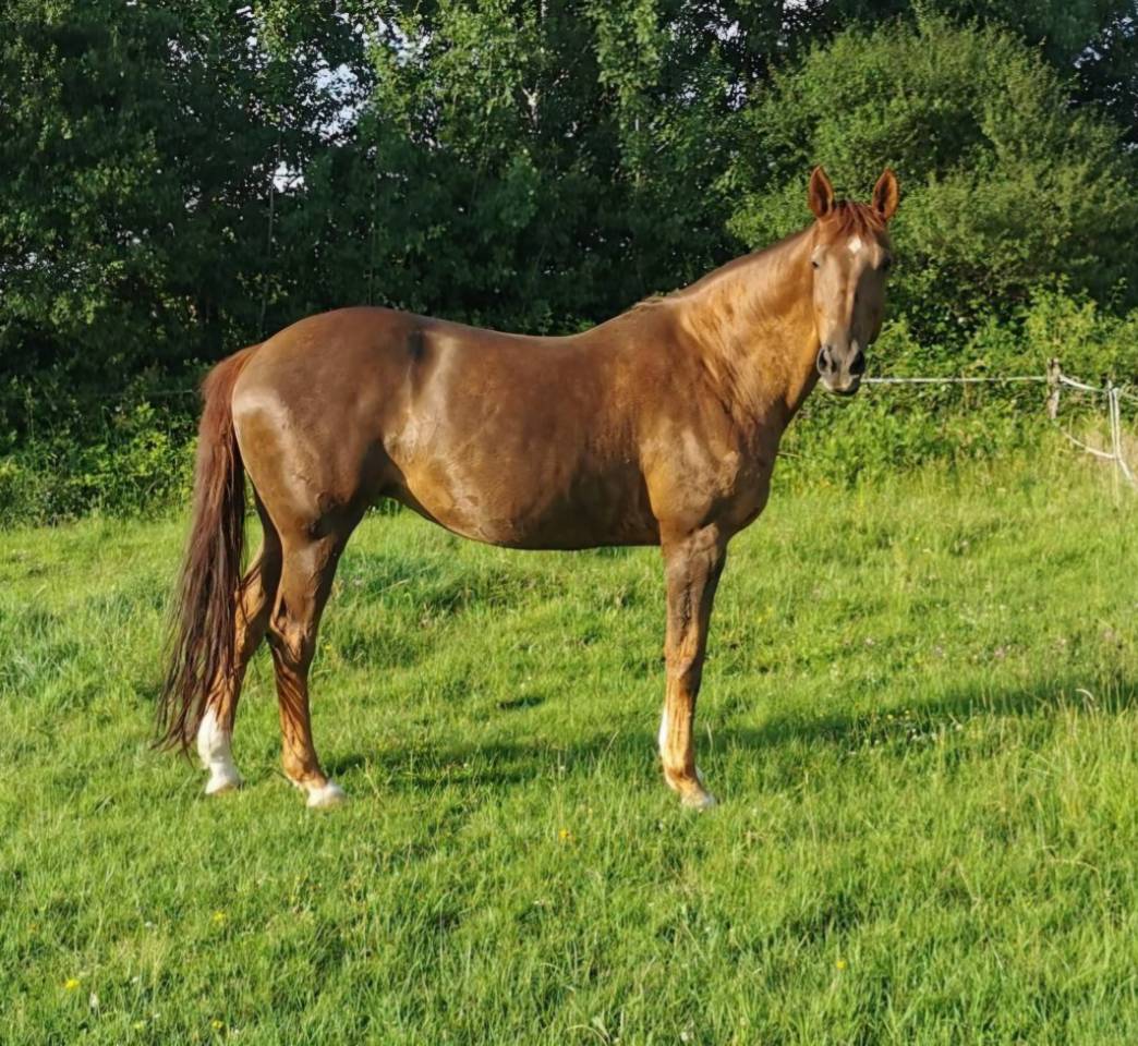 Potranca Silla Franc&eacute;s En venta 2025 Palomino por Cremell aux lays