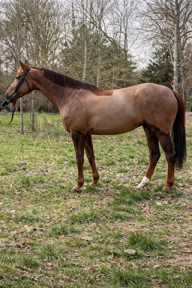 Yegua KWPN Caballo de Deporte Neerland&eacute;s En venta 2016 Alaz&aacute;n tostado