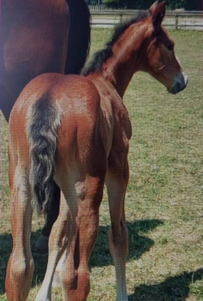 Yegua Silla Franc&eacute;s En venta 2018 Bayo moreno por CASALL  Holst