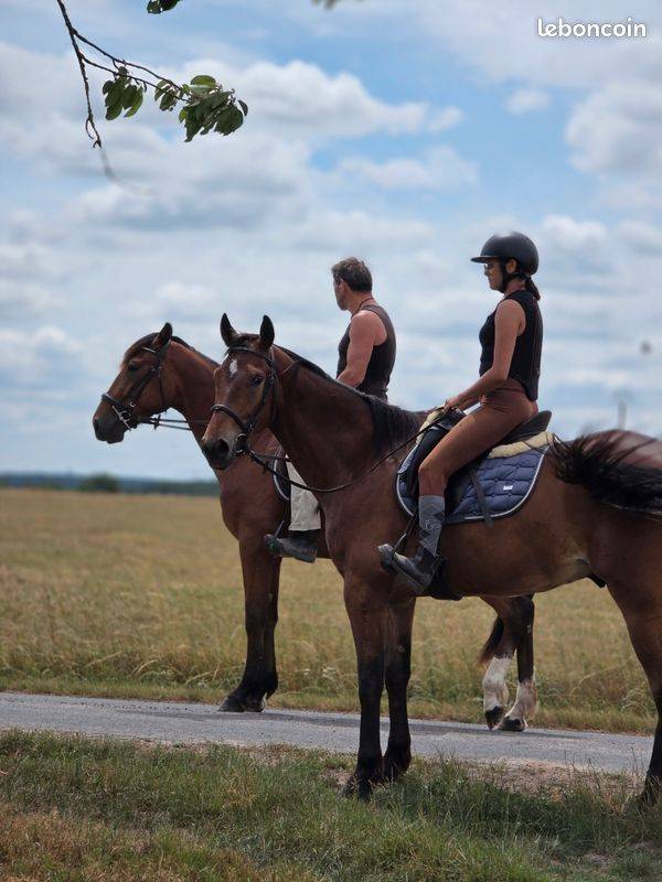 Caballo castrado Trot&oacute;n Franc&eacute;s En venta 2021 Bayo