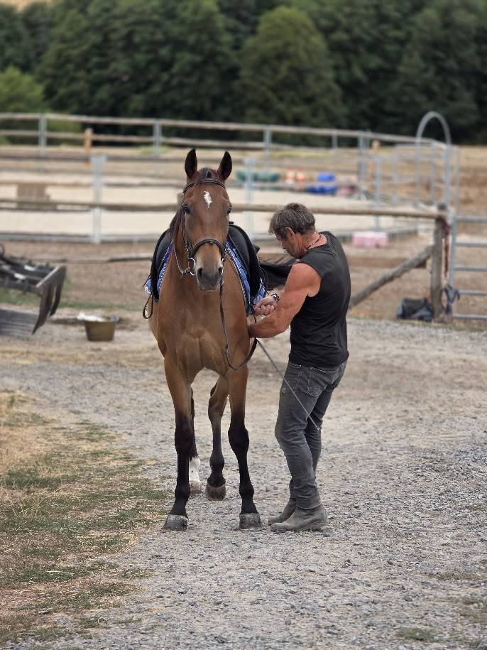 Caballo castrado Trot&oacute;n Franc&eacute;s En venta 2021 Bayo