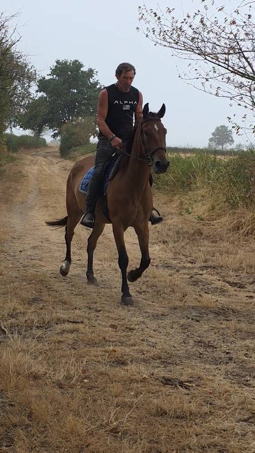 Caballo castrado Trot&oacute;n Franc&eacute;s En venta 2021 Bayo
