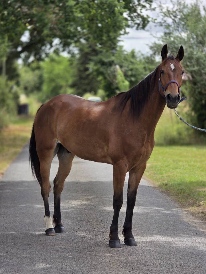 Caballo castrado Trot&oacute;n Franc&eacute;s En venta 2021 Bayo