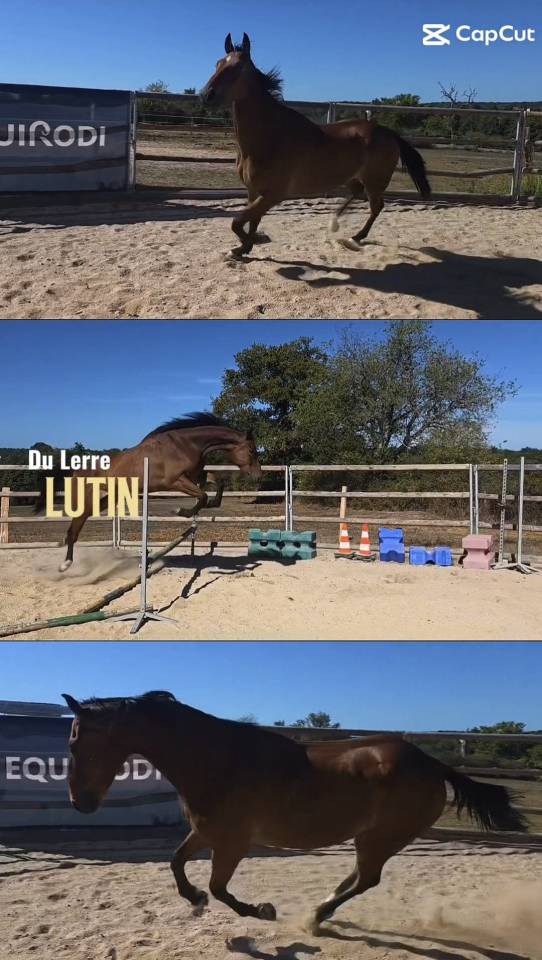Caballo castrado Trot&oacute;n Franc&eacute;s En venta 2021 Bayo