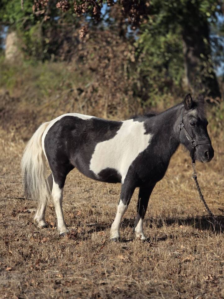 Yegua Origen No Constatado En venta 2006 P&iacute;o