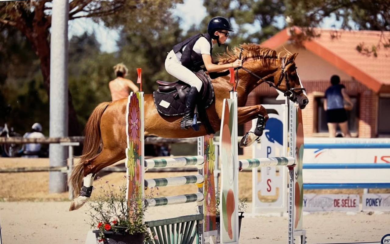 Caballo castrado PFS Poni Fran&ccedil;&eacute;s de Silla En venta 2015 Alaz&aacute;n