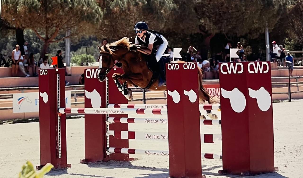 Caballo castrado PFS Poni Fran&ccedil;&eacute;s de Silla En venta 2015 Alaz&aacute;n