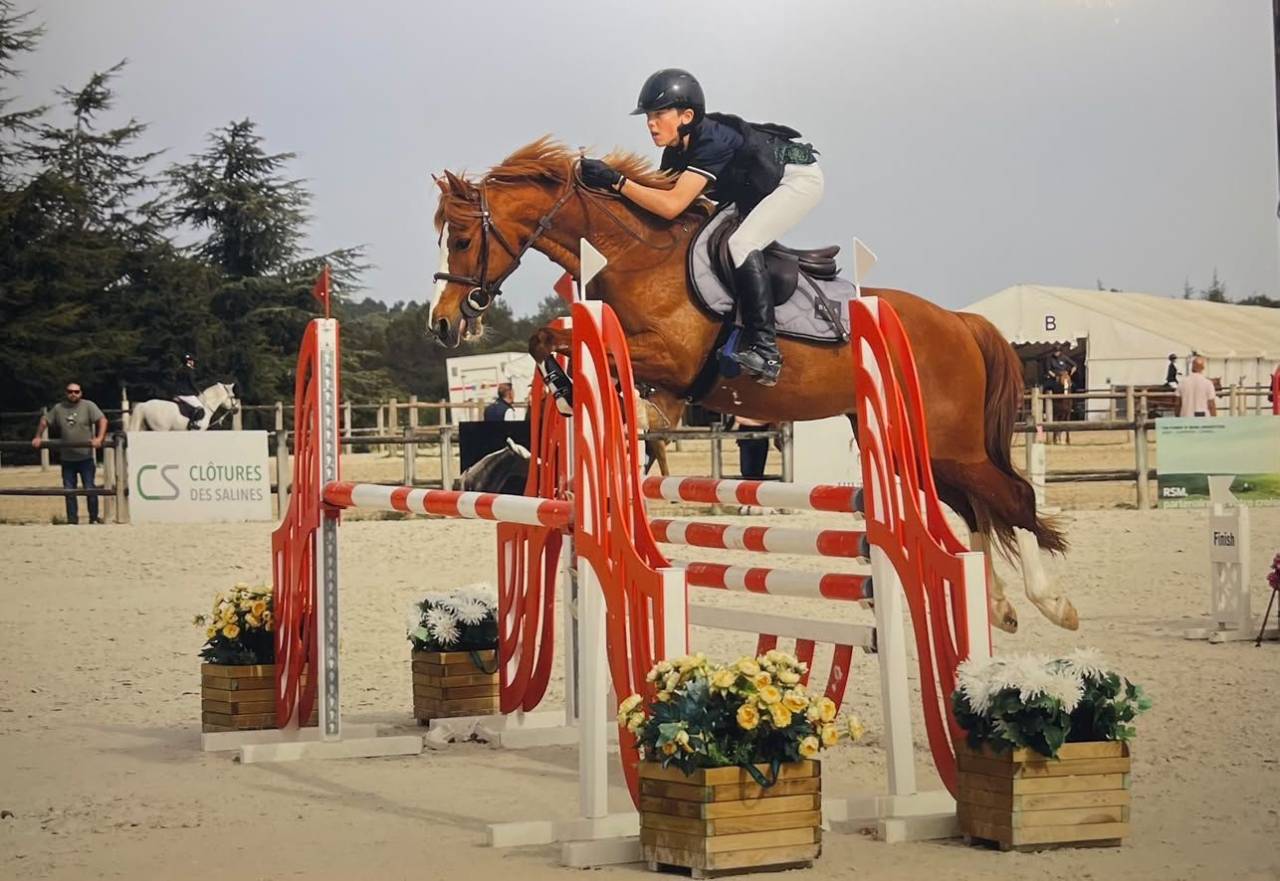 Caballo castrado PFS Poni Fran&ccedil;&eacute;s de Silla En venta 2015 Alaz&aacute;n