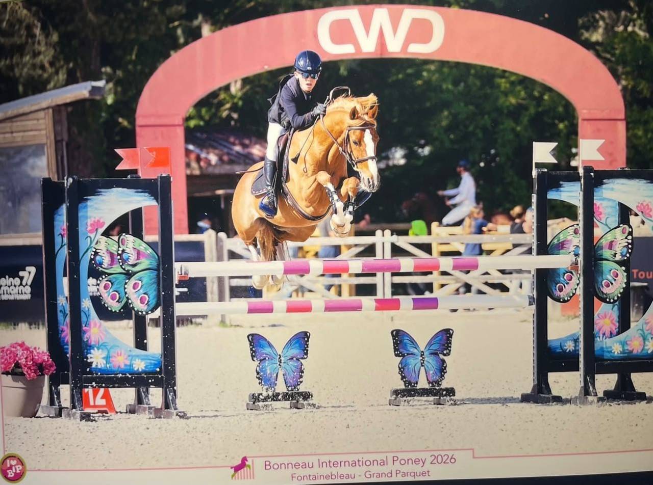 Caballo castrado PFS Poni Fran&ccedil;&eacute;s de Silla En venta 2015 Alaz&aacute;n