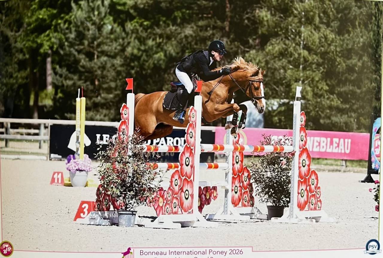 Caballo castrado PFS Poni Fran&ccedil;&eacute;s de Silla En venta 2015 Alaz&aacute;n