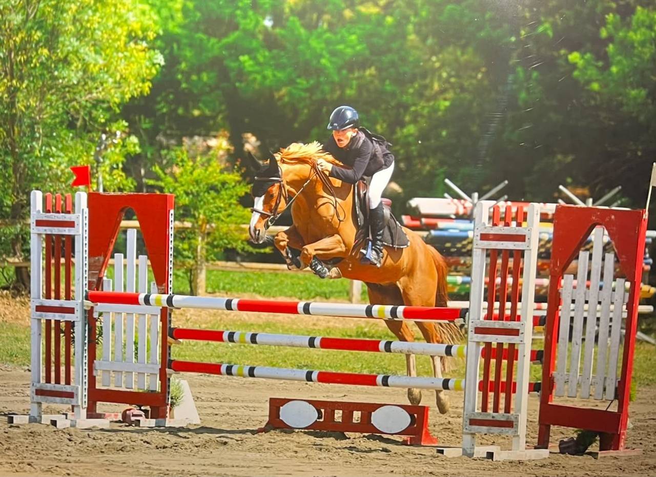 Caballo castrado PFS Poni Fran&ccedil;&eacute;s de Silla En venta 2015 Alaz&aacute;n