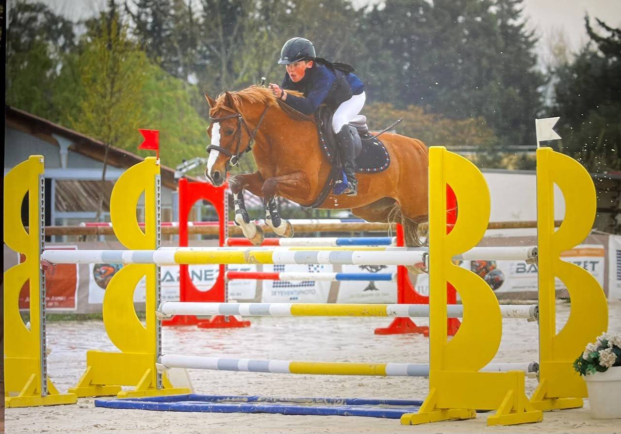 Caballo castrado PFS Poni Fran&ccedil;&eacute;s de Silla En venta 2015 Alaz&aacute;n