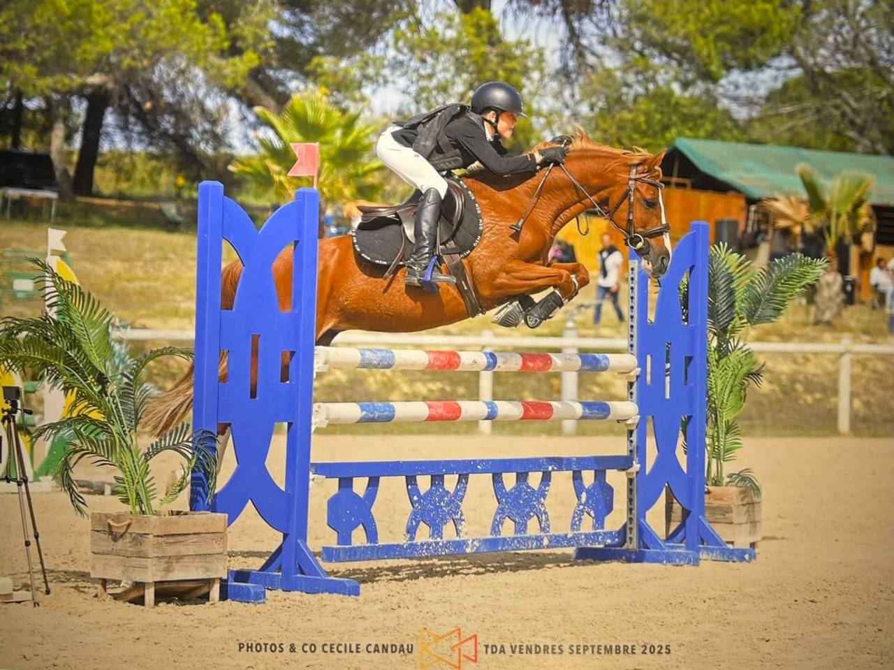 Caballo castrado PFS Poni Fran&ccedil;&eacute;s de Silla En venta 2015 Alaz&aacute;n