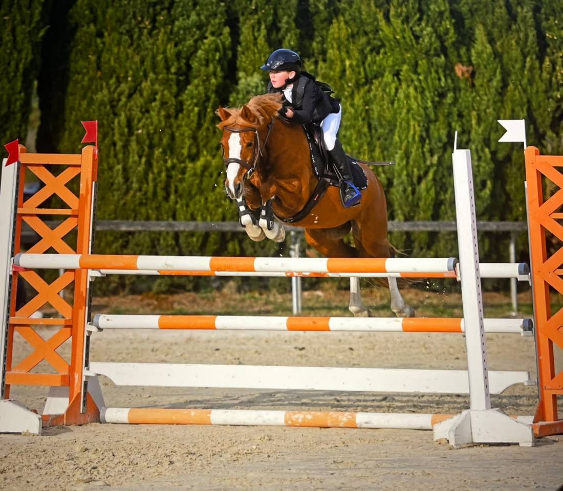 Caballo castrado PFS Poni Fran&ccedil;&eacute;s de Silla En venta 2015 Alaz&aacute;n
