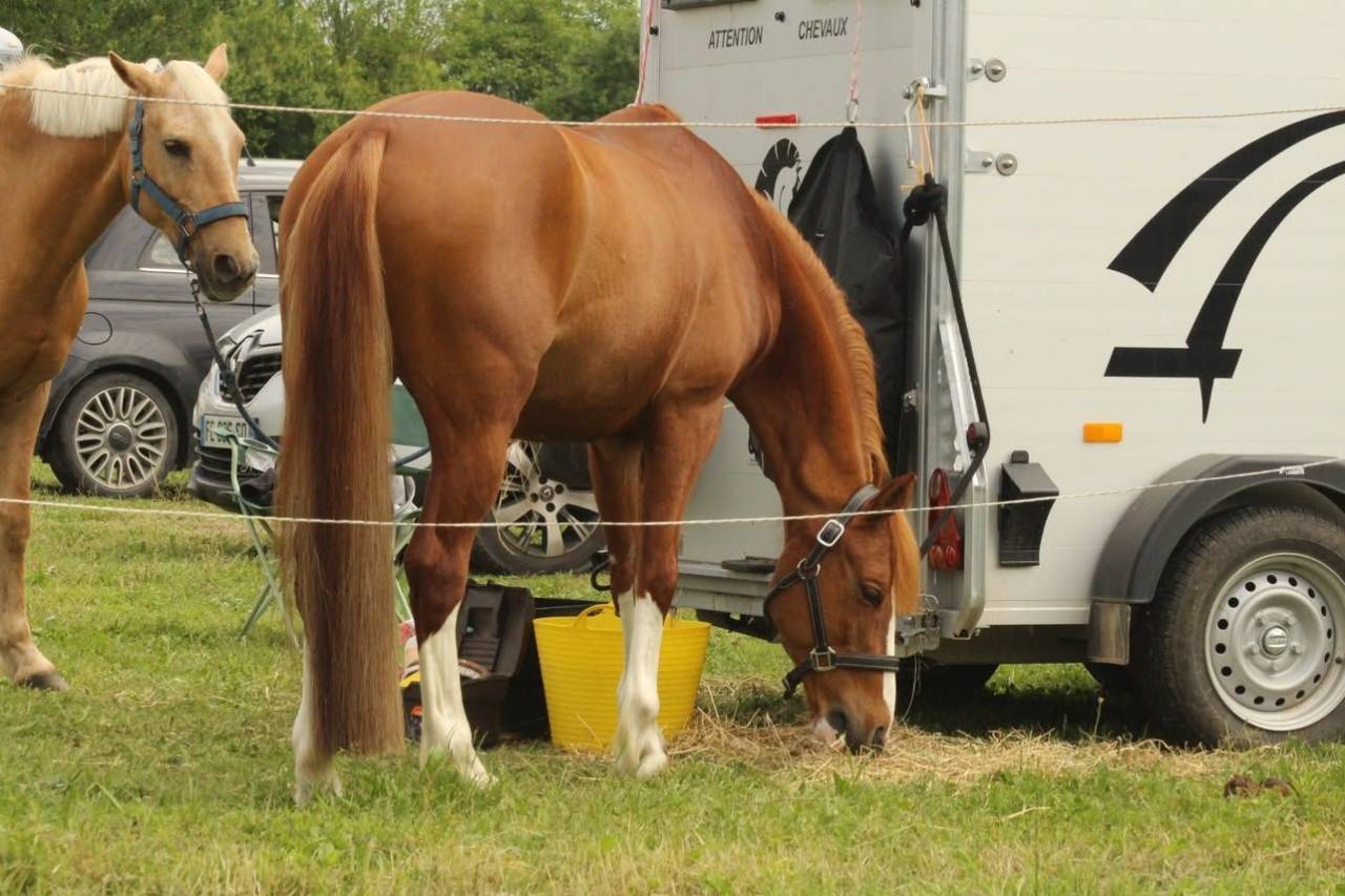 Caballo castrado PFS Poni Fran&ccedil;&eacute;s de Silla En venta 2015 Alaz&aacute;n